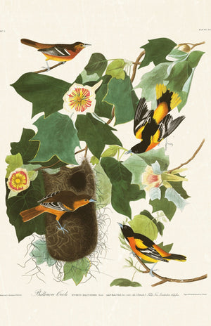 Audubon - Baltimore Oriole