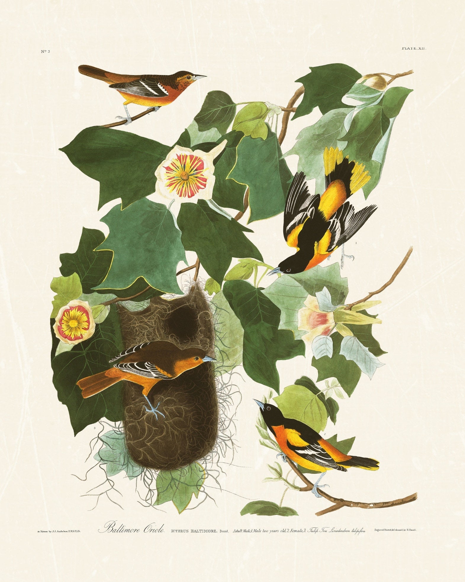 Audubon - Baltimore Oriole