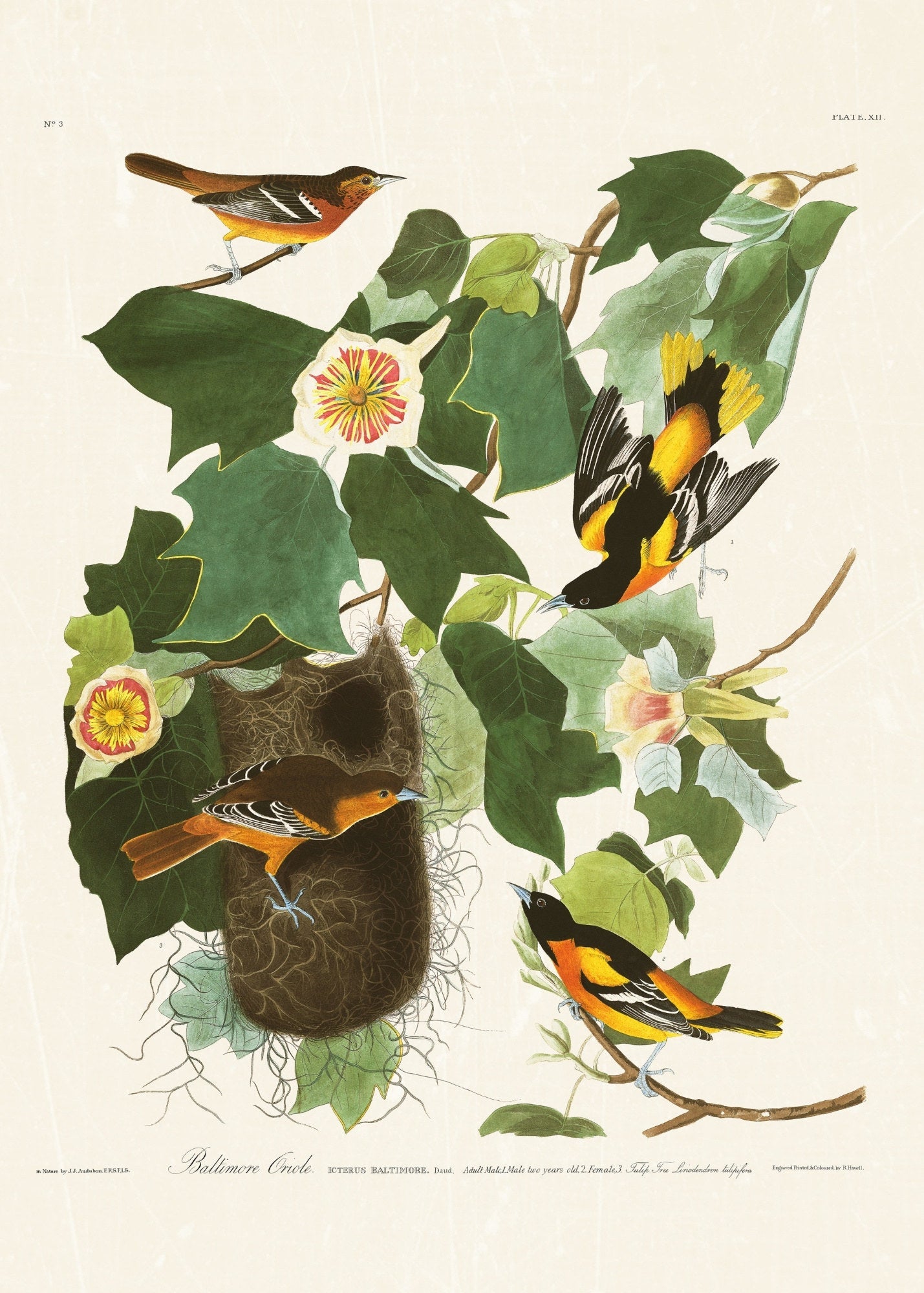 Audubon - Baltimore Oriole