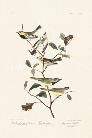 Audubon - Black Throated Warbler