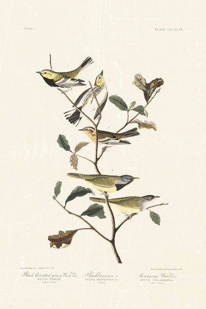 Audubon - Black Throated Warbler
