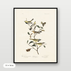 Audubon - Black Throated Warbler