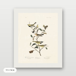 Audubon - Black Throated Warbler