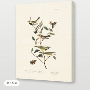 Audubon - Black Throated Warbler