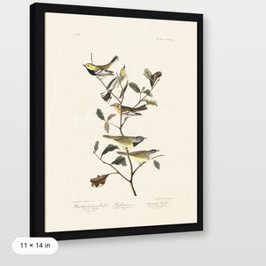 Audubon - Black Throated Warbler