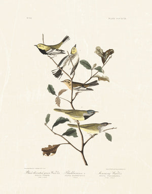 Audubon - Black Throated Warbler