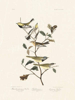 Audubon - Black Throated Warbler