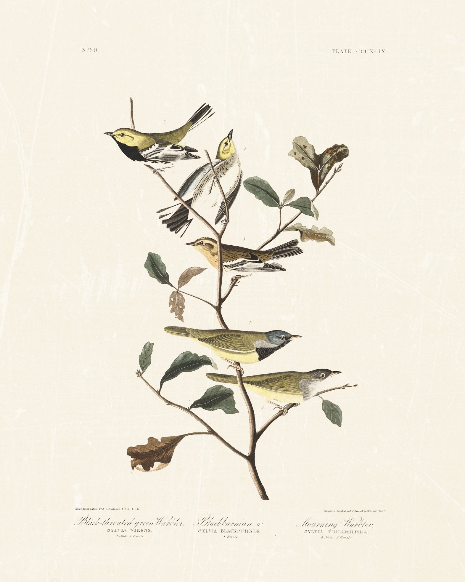 Audubon - Black Throated Warbler