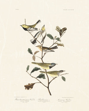 Audubon - Black Throated Warbler