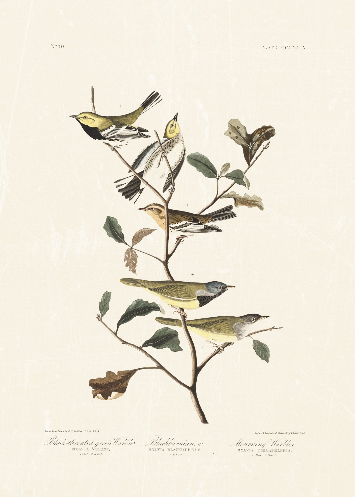 Audubon - Black Throated Warbler