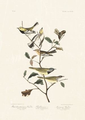 Audubon - Black Throated Warbler