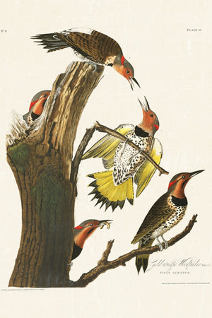 Audubon - Golden Woodpecker