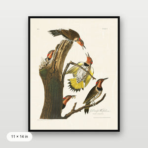 Audubon - Golden Woodpecker