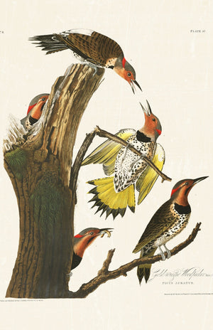 Audubon - Golden Woodpecker