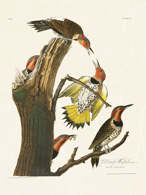 Audubon - Golden Woodpecker
