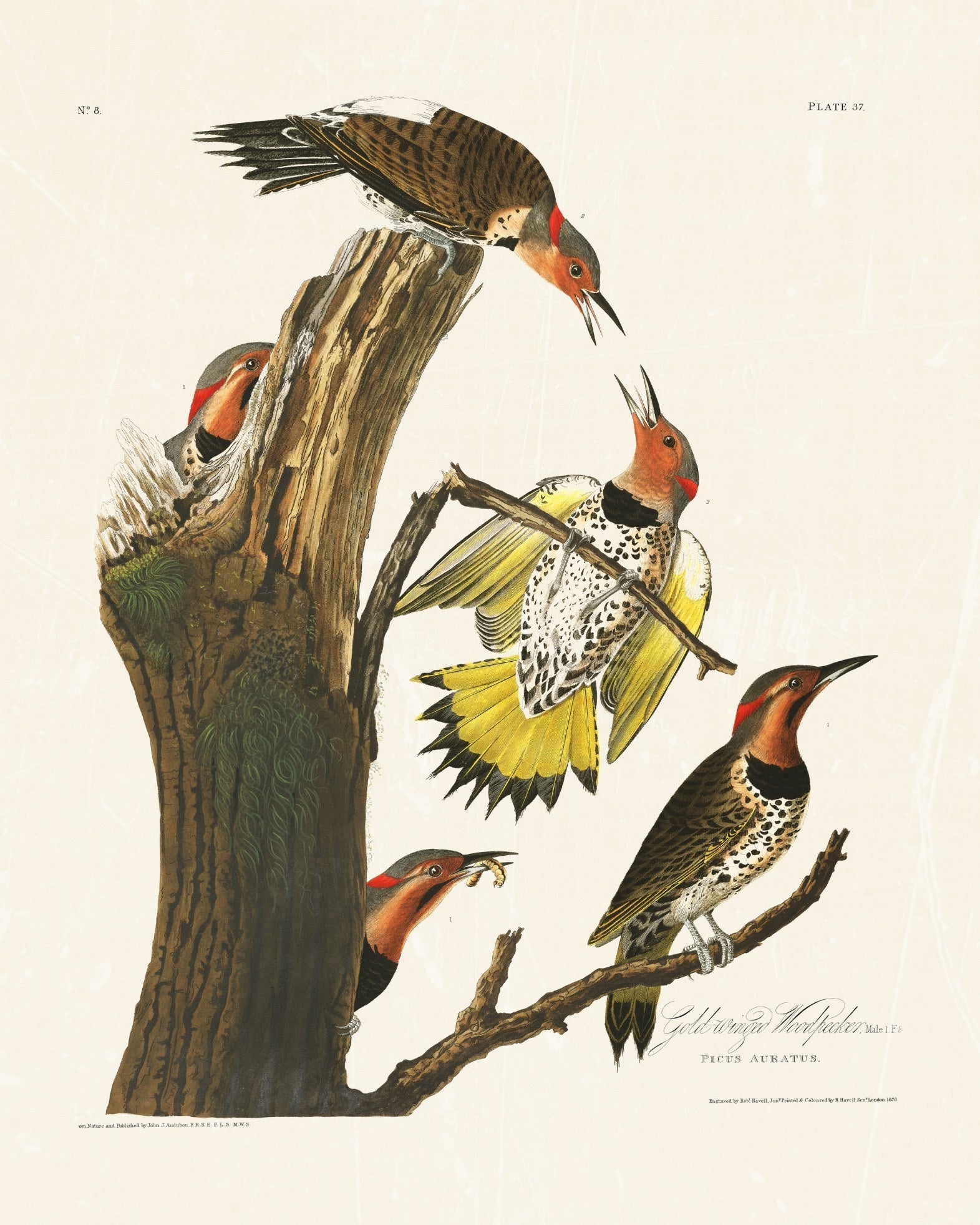 Audubon - Golden Woodpecker