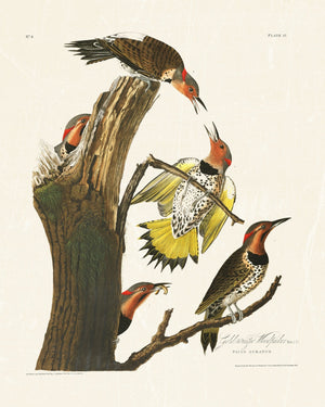 Audubon - Golden Woodpecker