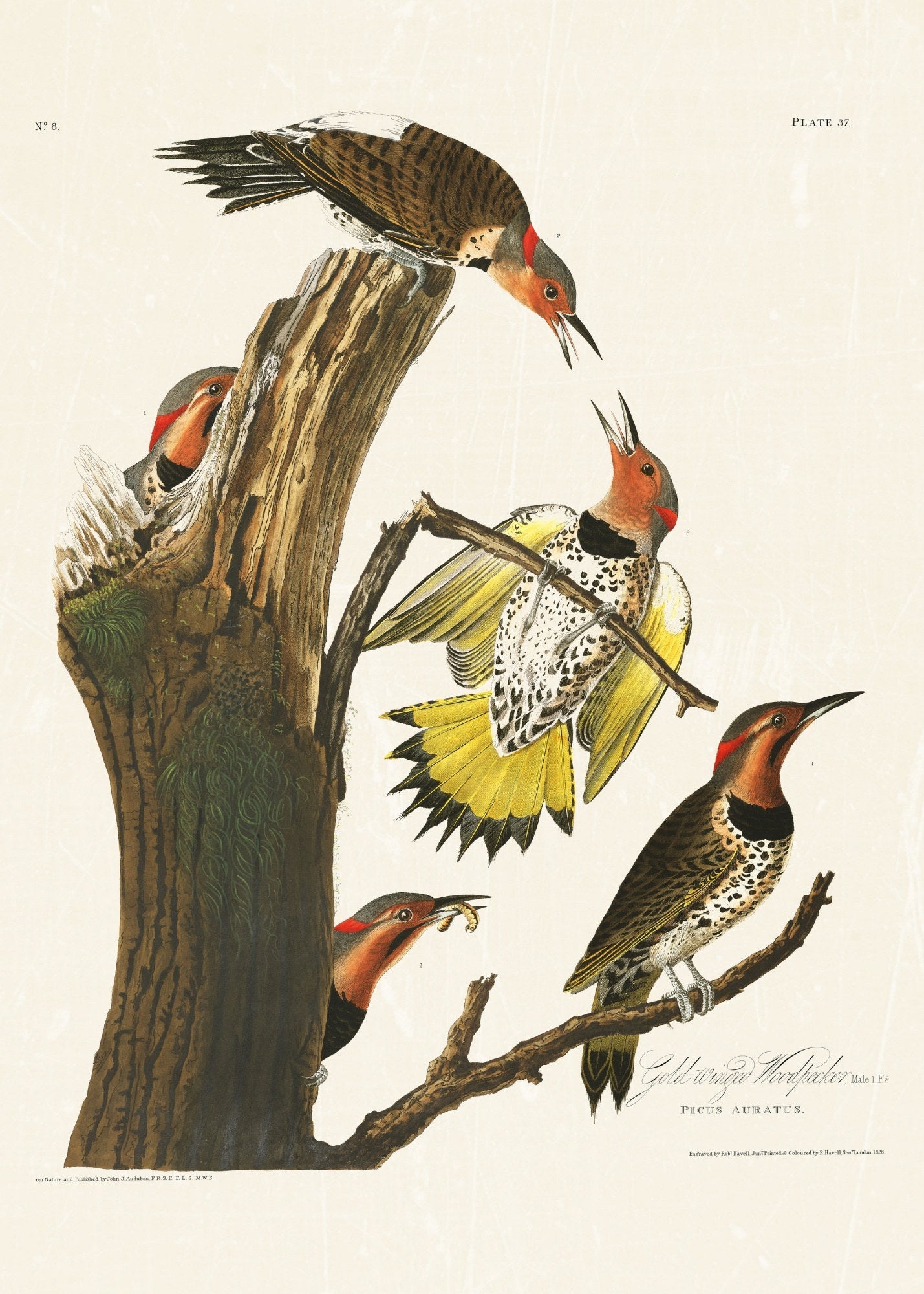 Audubon - Golden Woodpecker