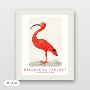 Barcelona Gallery - Ibis