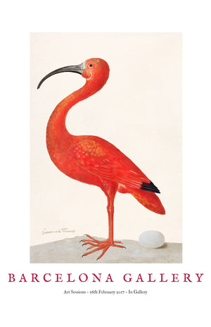 Barcelona Gallery - Ibis