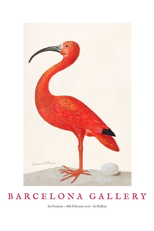 Barcelona Gallery - Ibis