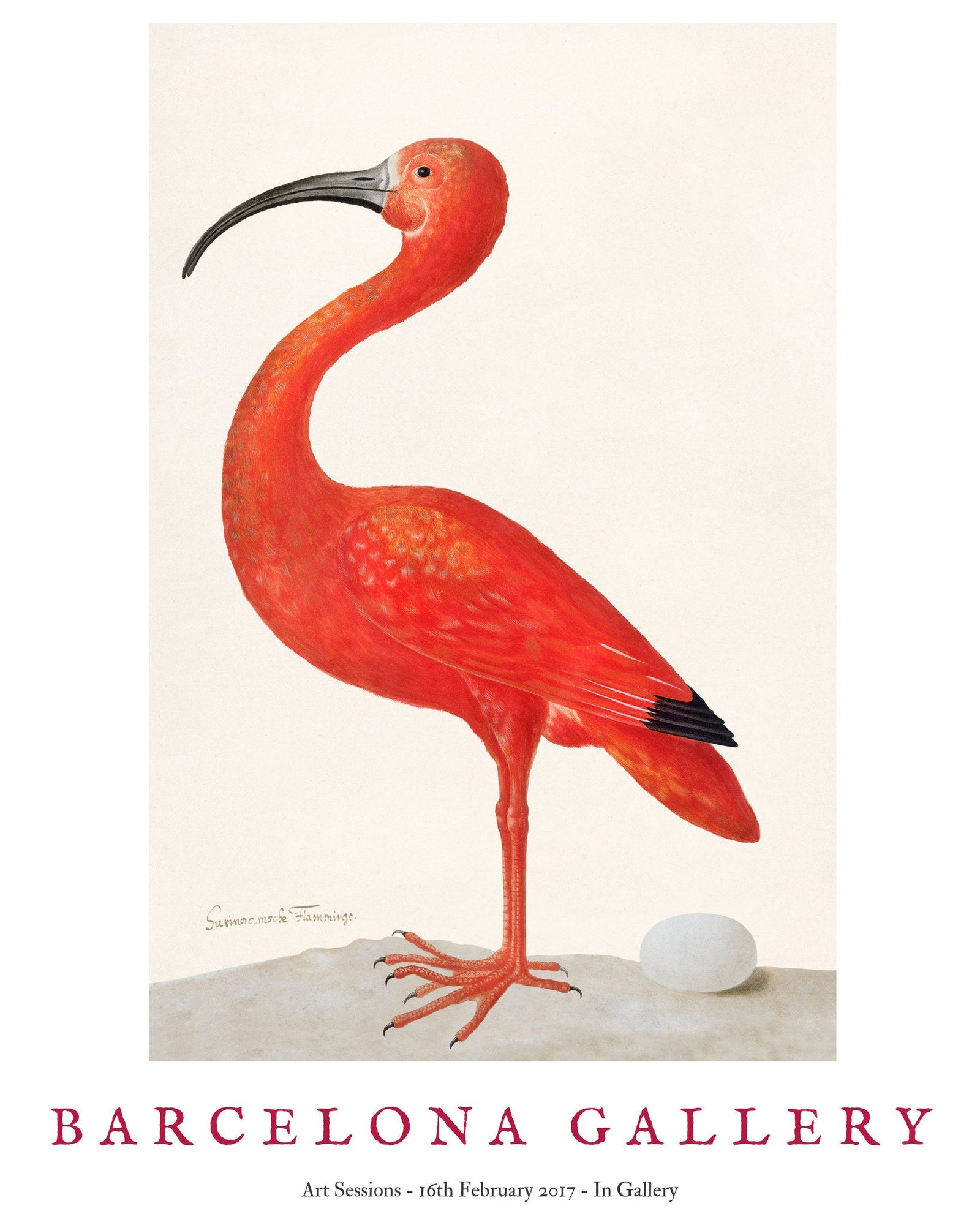 Barcelona Gallery - Ibis