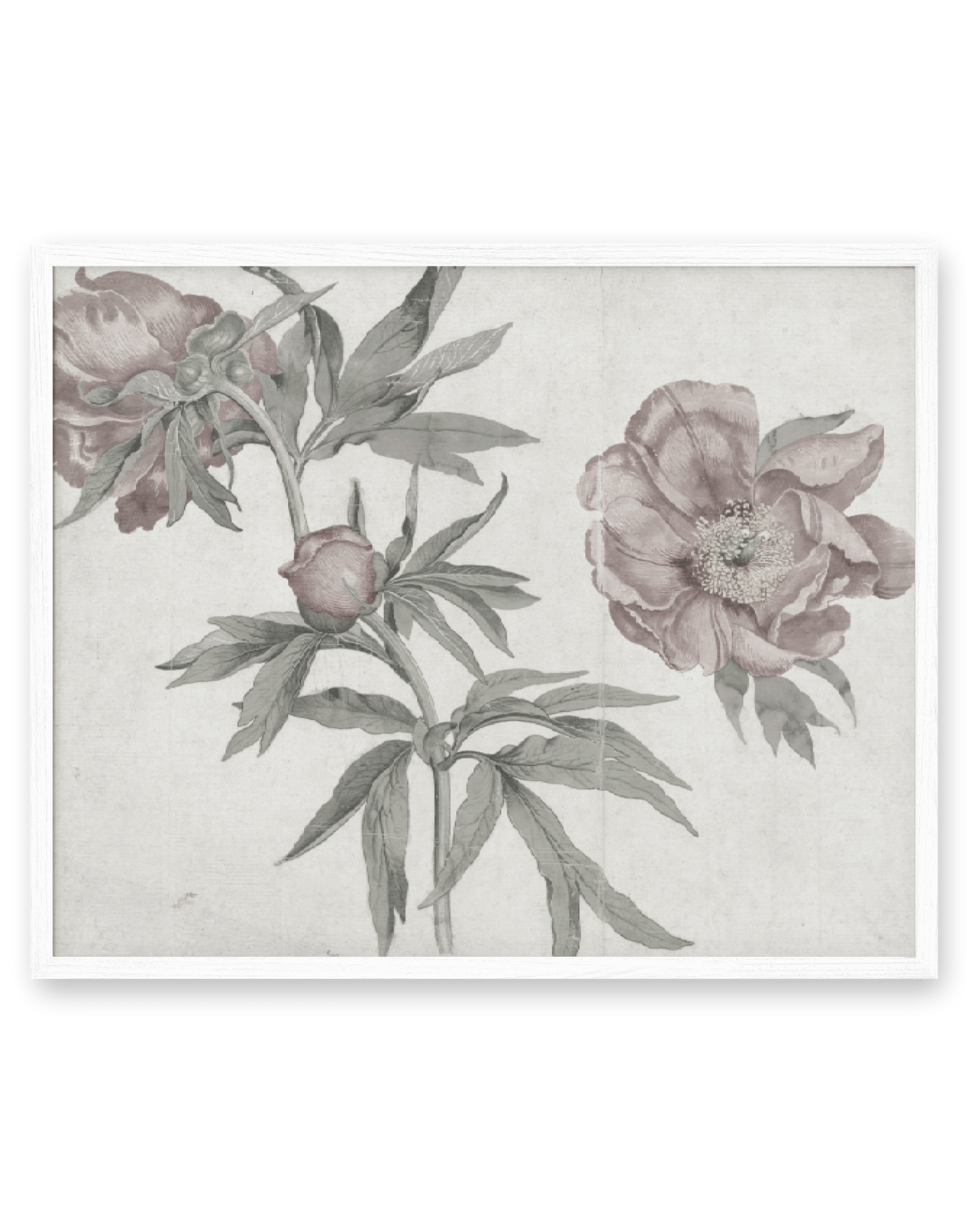 Spring Roses