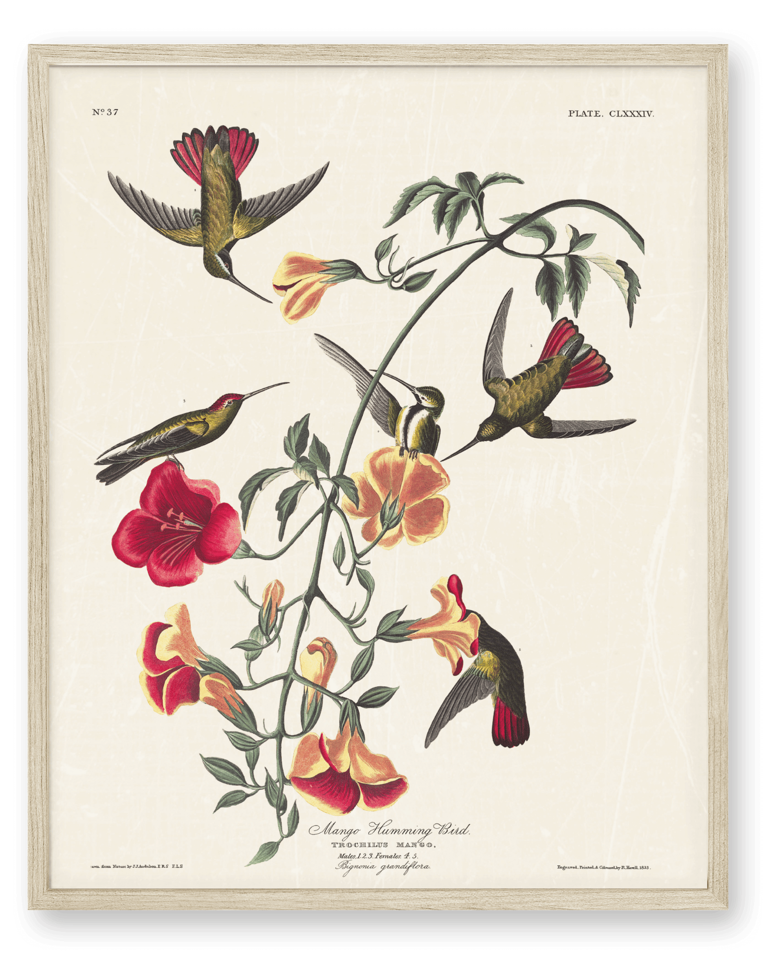 Audubon - Mango Hummingbird
