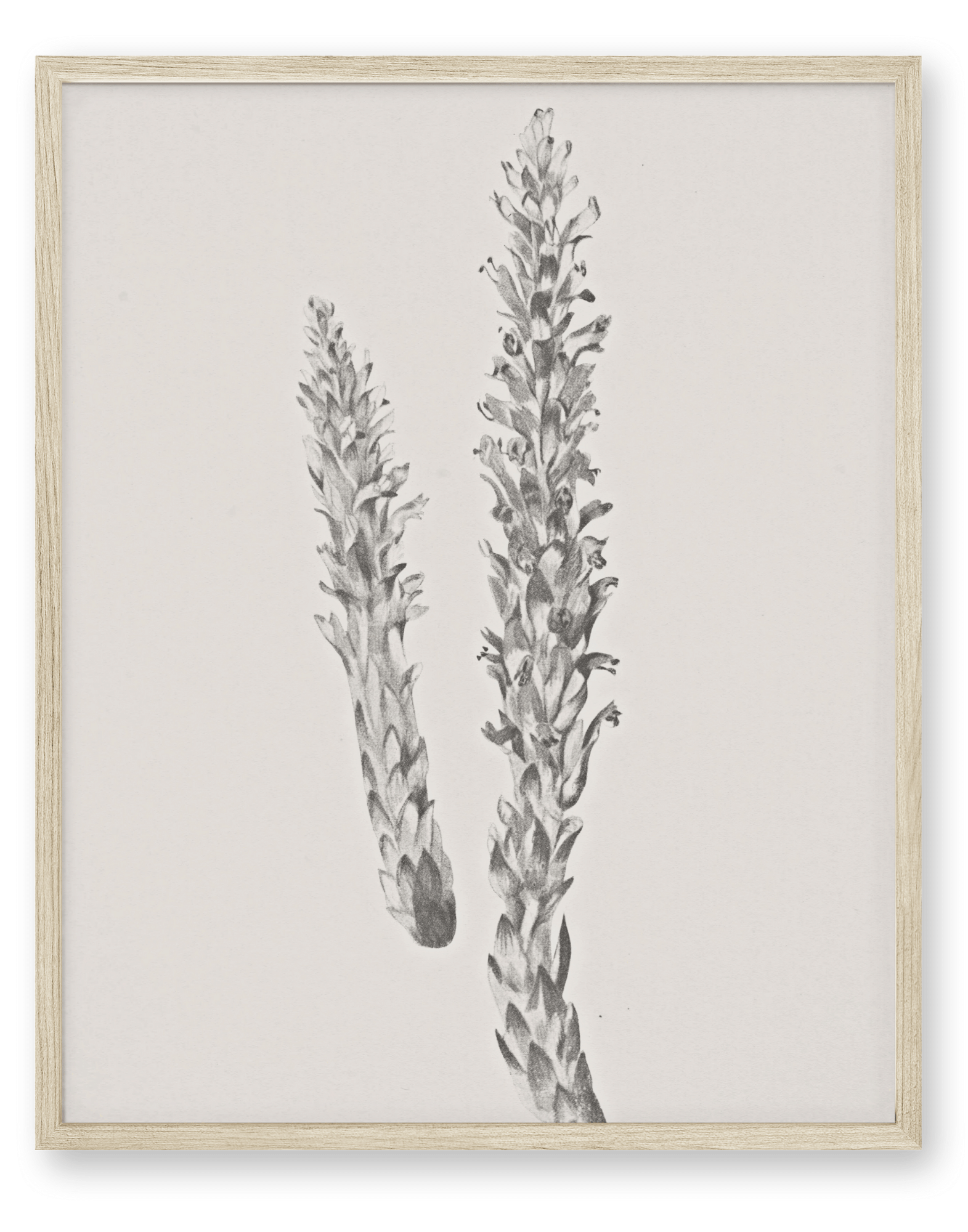 Hay Stem Sketch