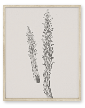 Hay Stem Sketch