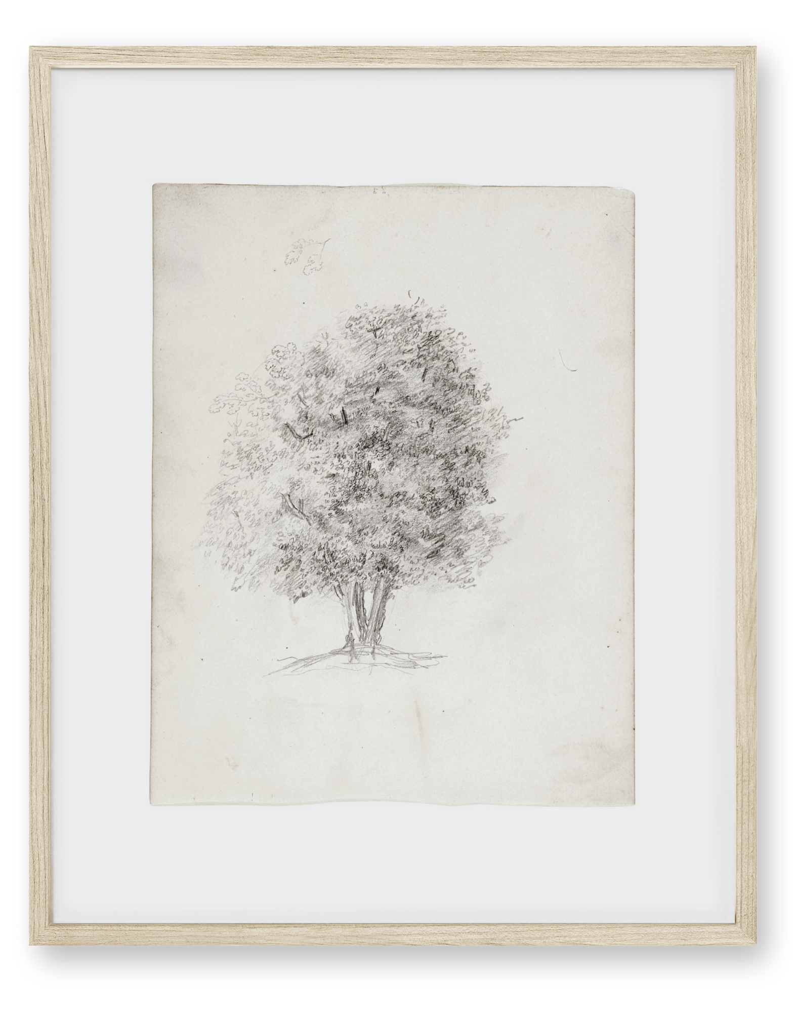 Apple Tree Sketch