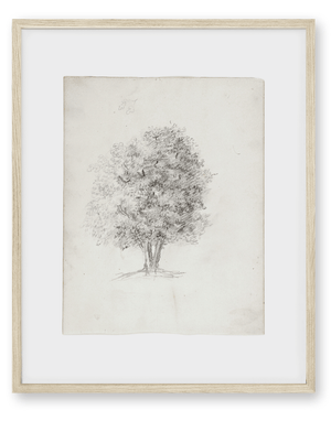 Apple Tree Sketch