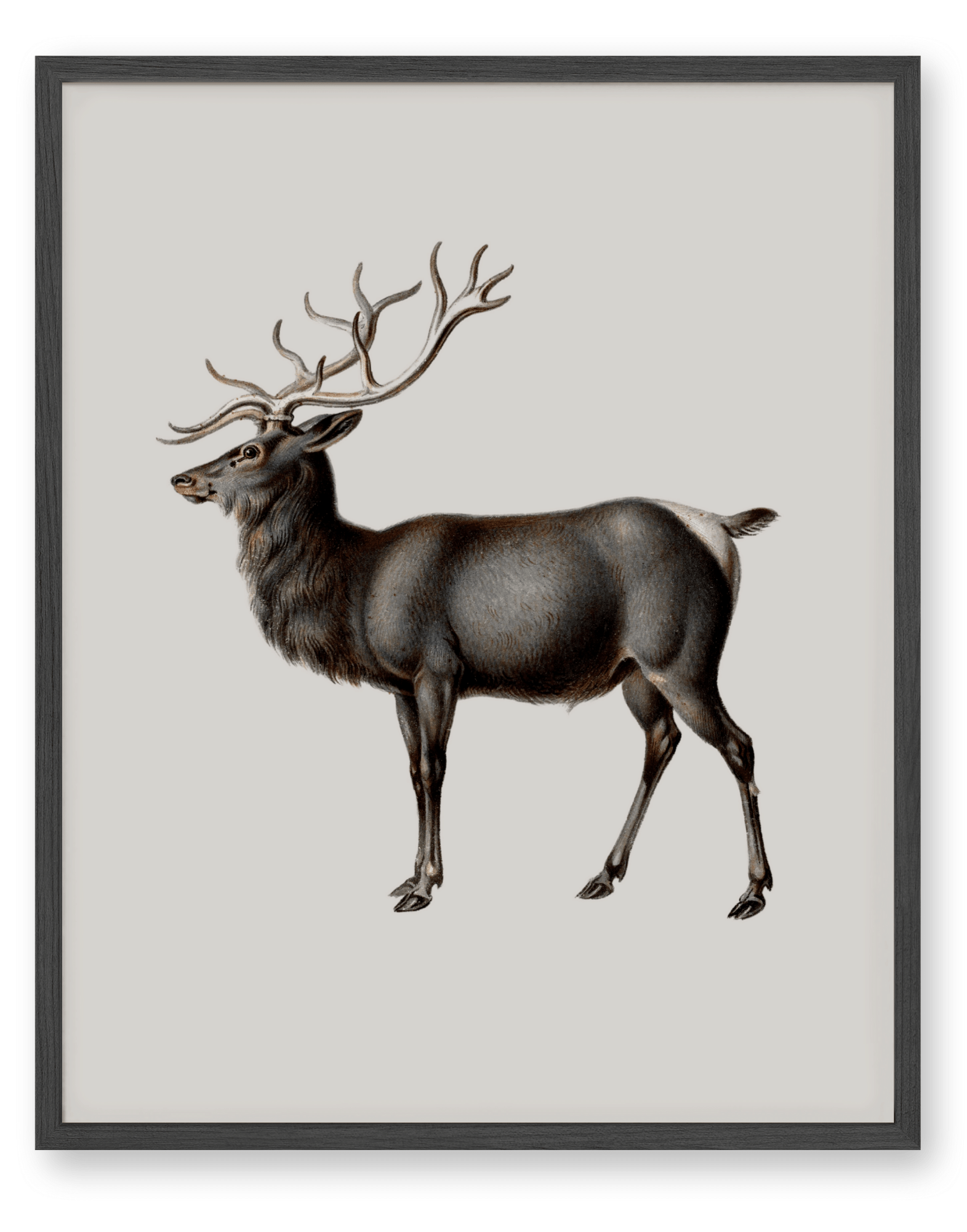 Reindeer