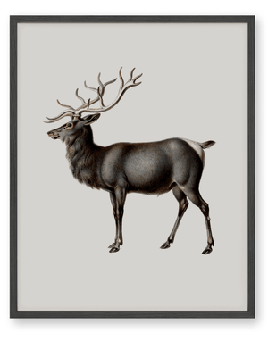 Reindeer