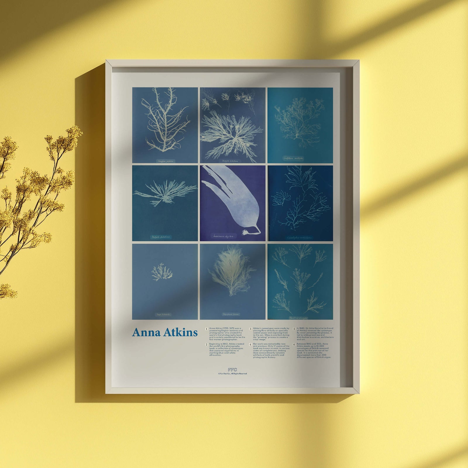 Anna Atkins Cyanotype Print