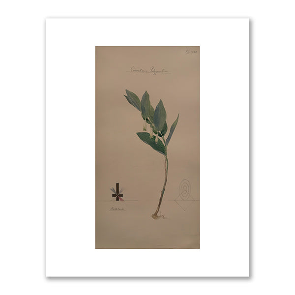Angular Solomon's Seal by Hilma af Klint