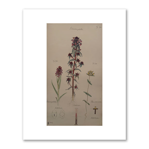Early Marsh-Orchid, European purple lousewort, and Little Yellow Rattle by Hilma af Klint
