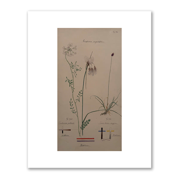 Tall Cottongrass, Cuckoo Flower, and Dioecious Sedge by Hilma af Klint
