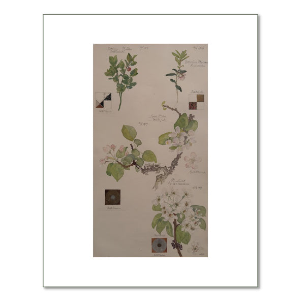 Bilberry, Apple, Common Pear, and Lingonberry by Hilma af Klint