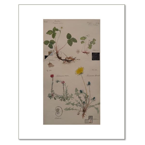 Woodland Strawberry, European Wood Sorrel, Catsfoot, and Common Dandelion by Hilma af Klint