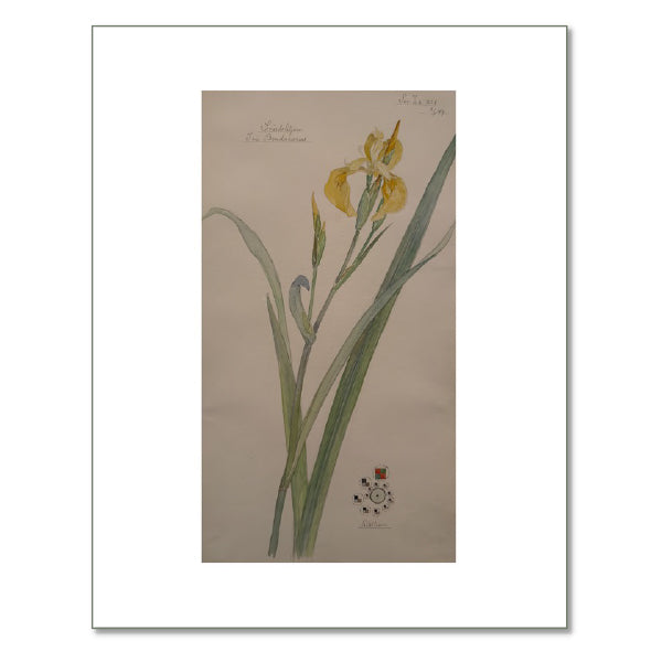 Yellow Iris by Hilma af Klint