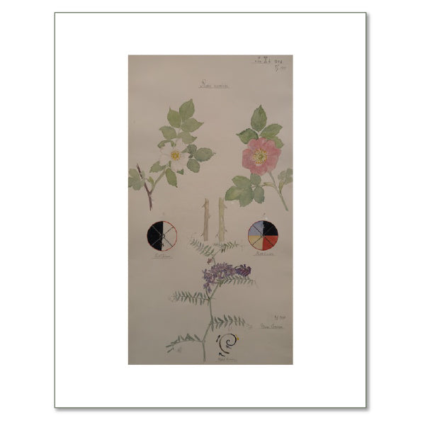 Dog Rose, Glaucous Dog Rose, and Bird Vetch by Hilma af Klint