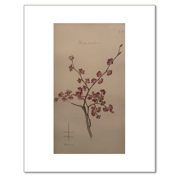 Wych Elm by Hilma af Klint