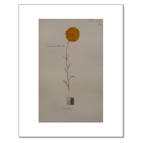 Pot Marigold by Hilma af Klint