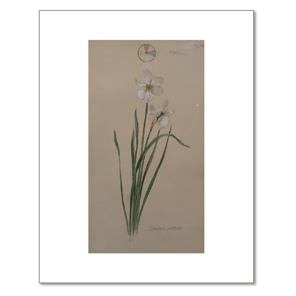 Poet's Narcissus by Hilma af Klint