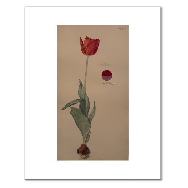 Tulip by Hilma af Klint
