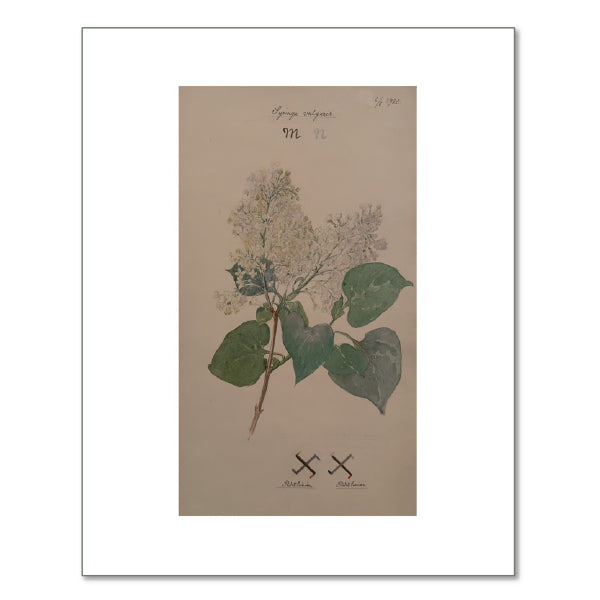 Common Lilac by Hilma af Klint