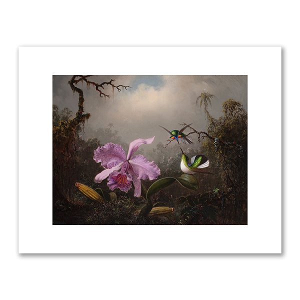Cattleya Orchid with Two Brazilian Hummingbirds by Martin Johnson Heade