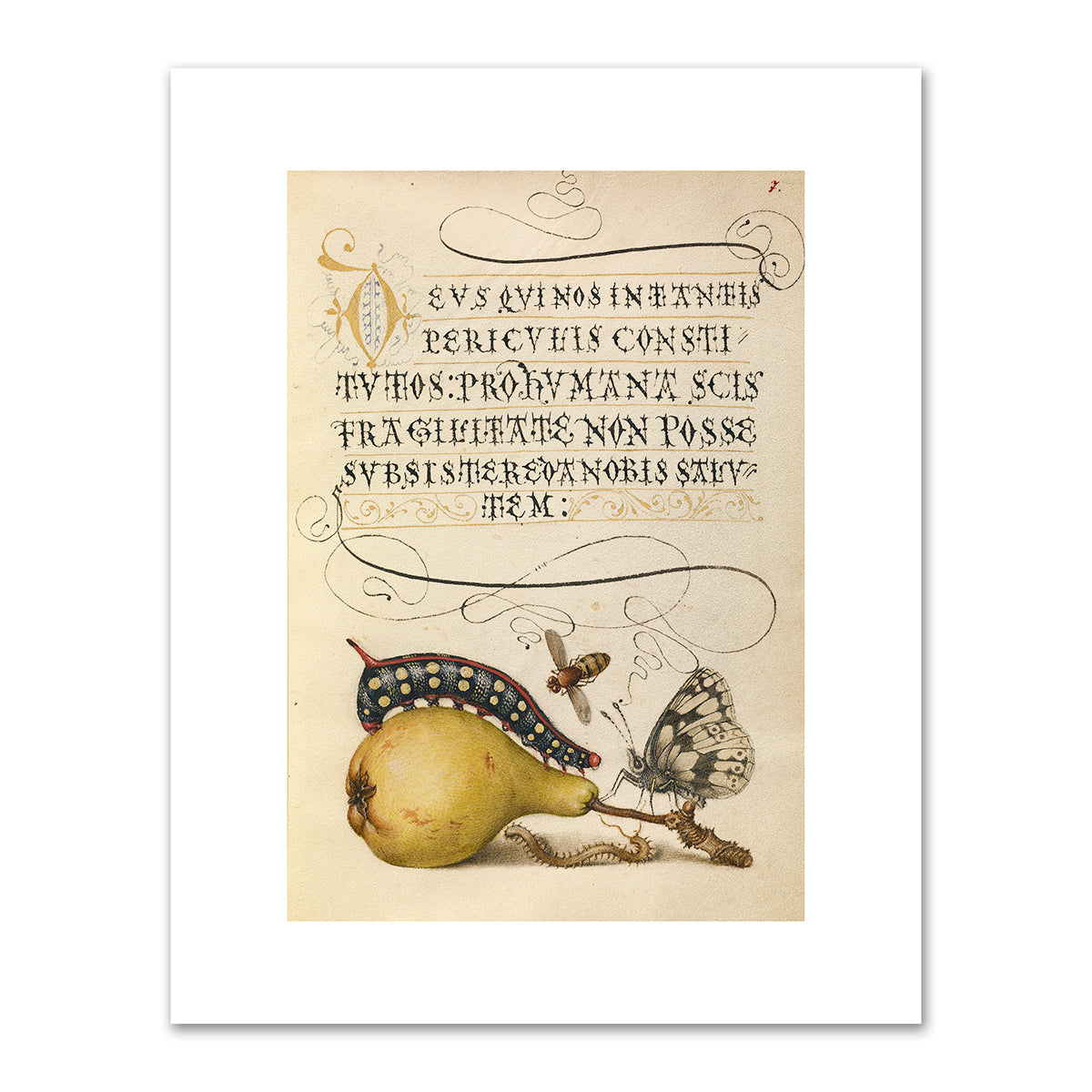 Fly, Caterpillar, Pear, and Centipede by Joris Hoefnagel and Georg Bocskay