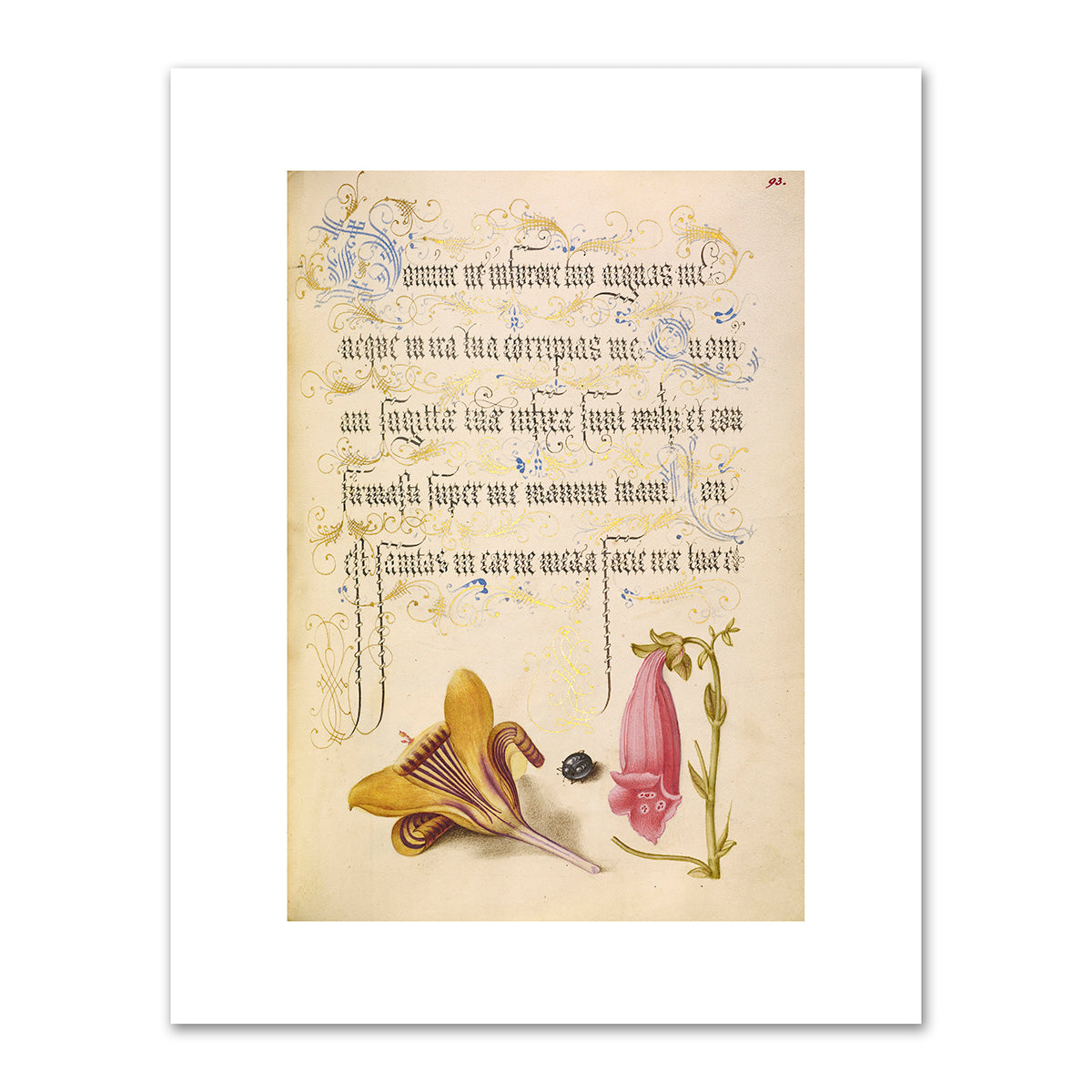 Cloth-of-Gold Crocus, Beetle, and Foxglove by Joris Hoefnagel and Georg Bocskay